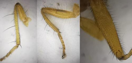 Scathophaga inquinata